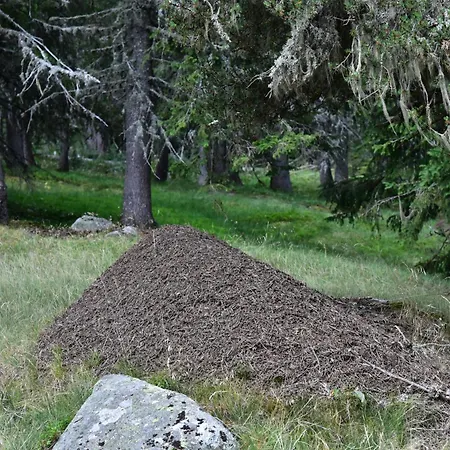 Orman Evi Life House-semkovo *