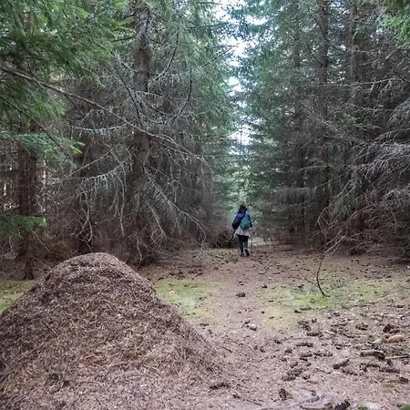 Orman Evi Life House-semkovo *